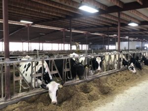 A well-lit cattle barn