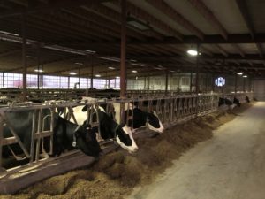 A dimly lit cattle barn